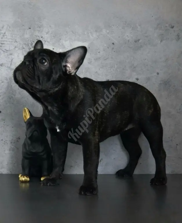 Щенки французского бульдога от питомника ORHIDE D'ORE (FCI)
