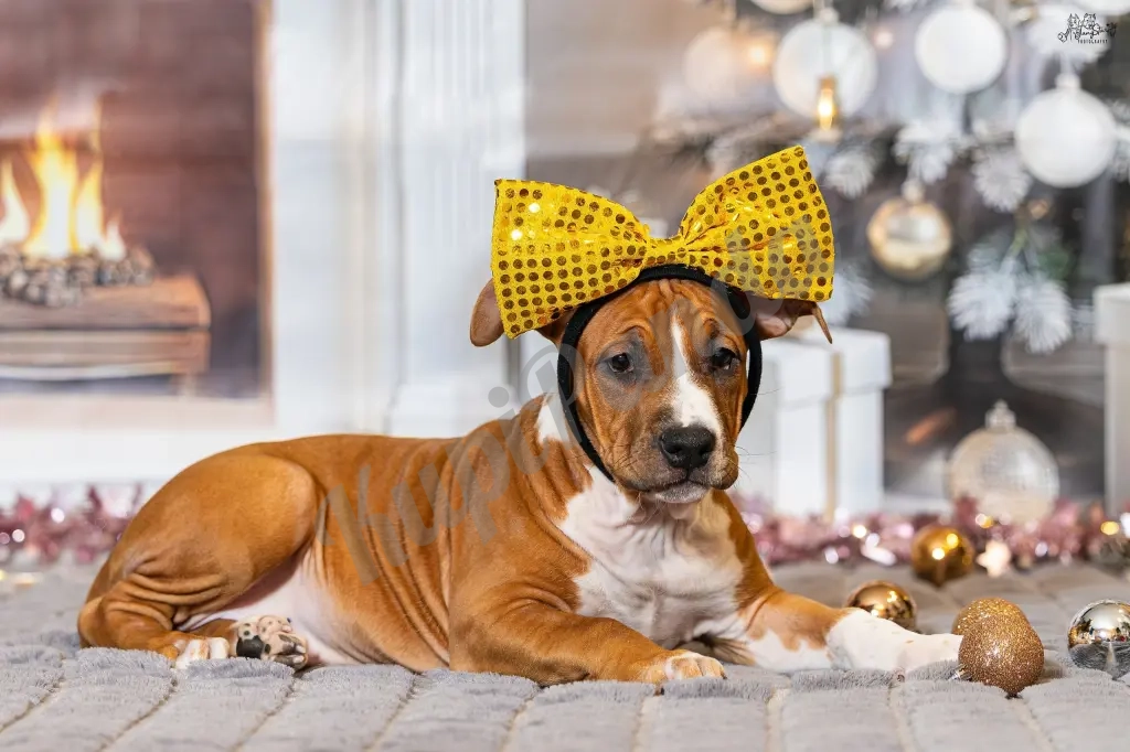 Милая девочка Амстаффтерьера 3 месяца