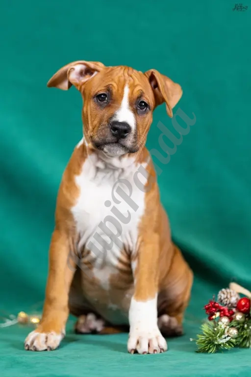 Милая девочка Амстаффтерьера 3 месяца