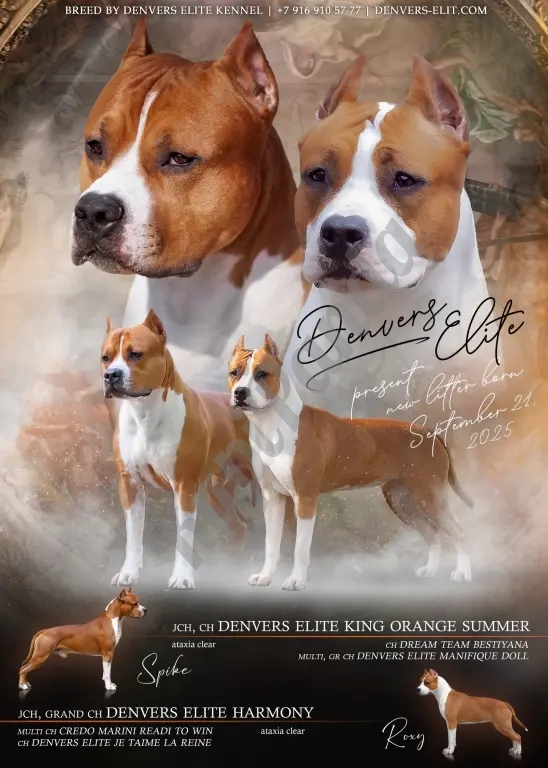 Красивая девочка Амстаффтерьера ркф 3 месяца