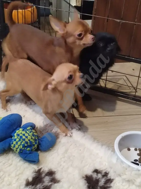 Очаровательные щенки Чихуахуа девочки и мальчики