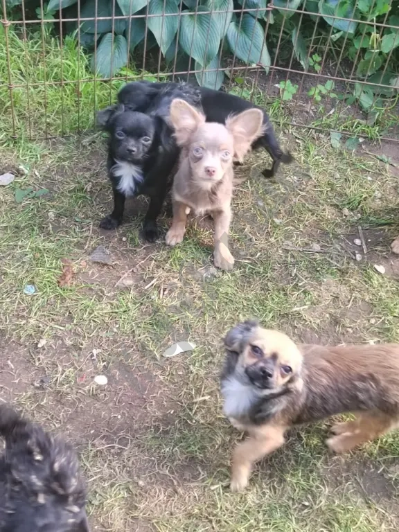 Очаровательные щенки Чихуахуа девочки и мальчики