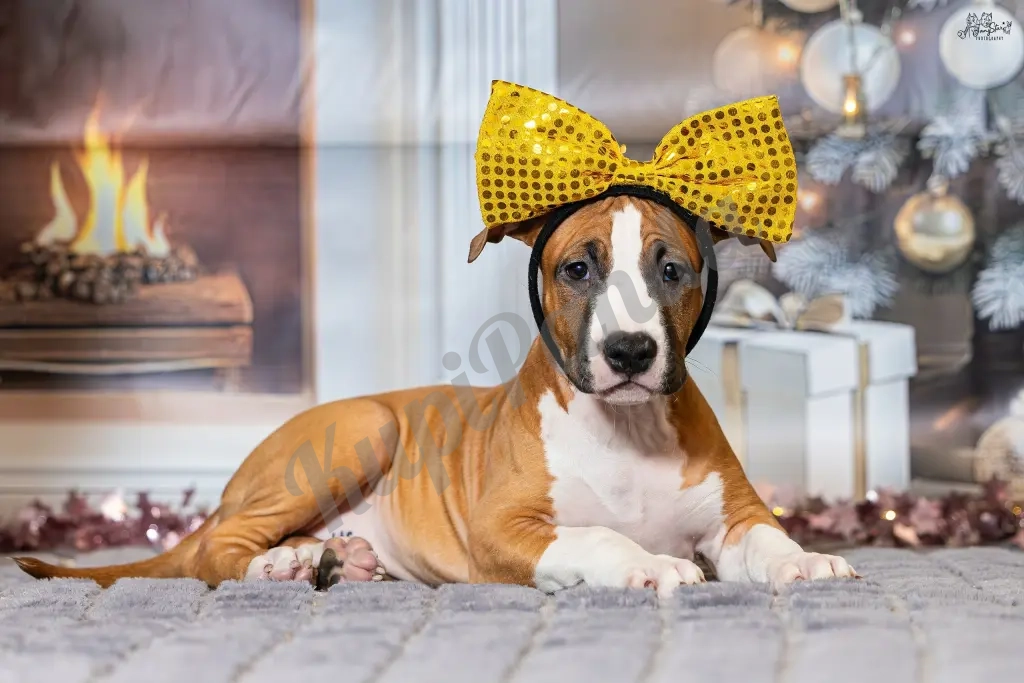 Красивая девочка Амстаффтерьера ркф 3 месяца