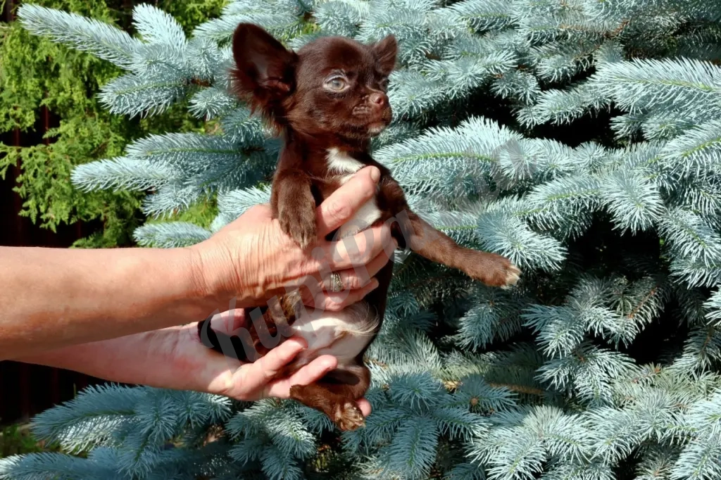 Очаровательные щенки Чихуахуа девочки и мальчики