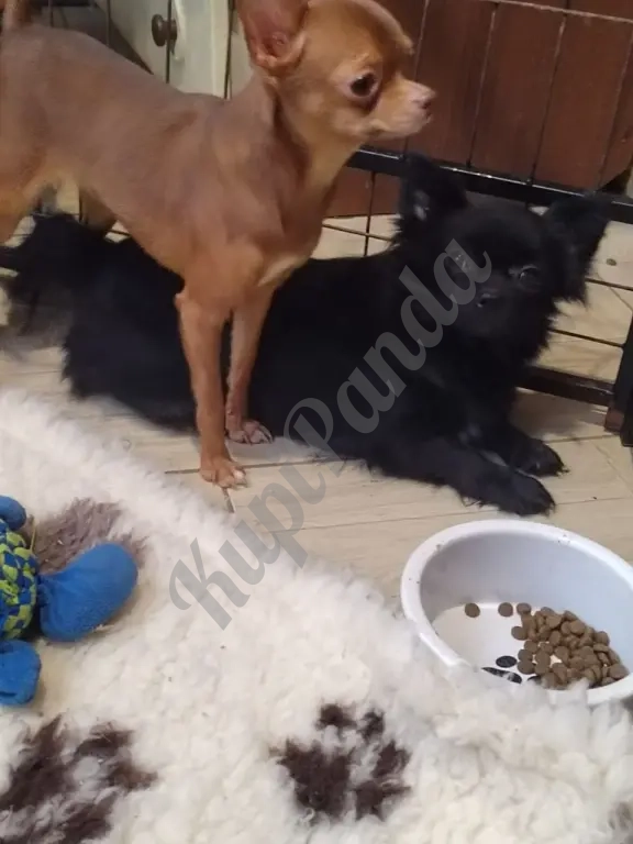 Очаровательные щенки Чихуахуа девочки и мальчики