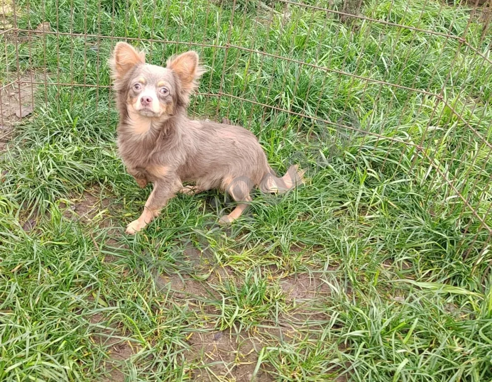 Очаровательные щенки Чихуахуа девочки и мальчики