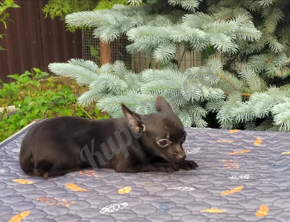 Очаровательные щенки Чихуахуа девочки и мальчики