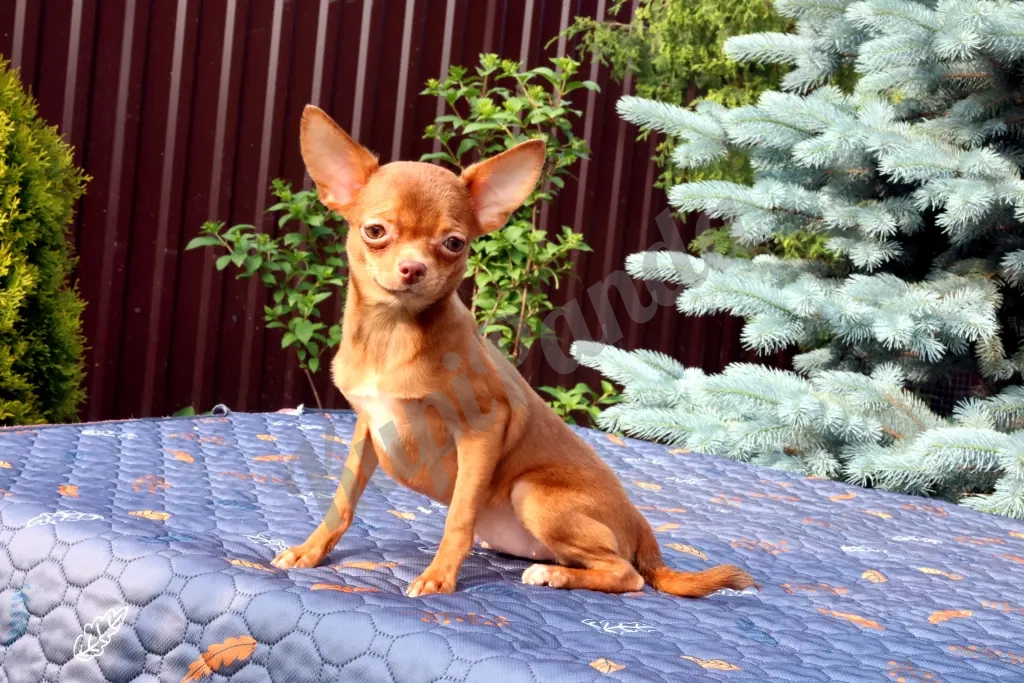 Очаровательные щенки Чихуахуа девочки и мальчики