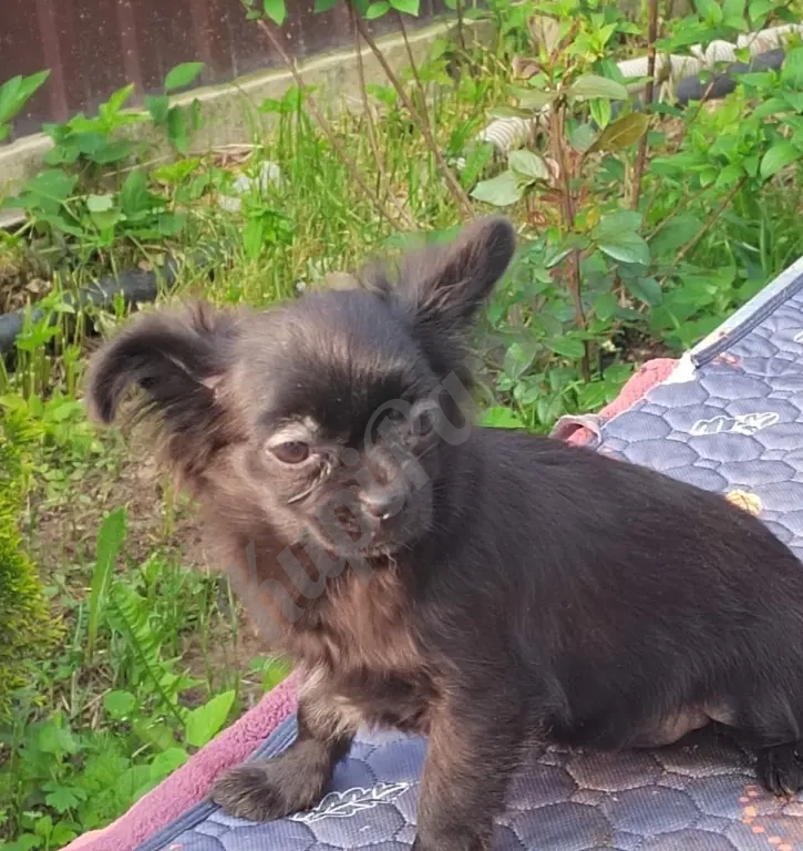 Очаровательные щенки Чихуахуа девочки и мальчики