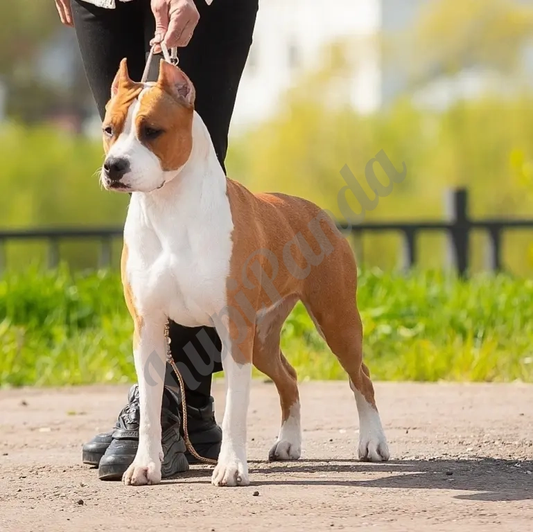 Милая девочка Амстаффтерьера 3 месяца