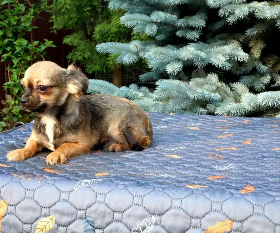 Очаровательные щенки Чихуахуа девочки и мальчики