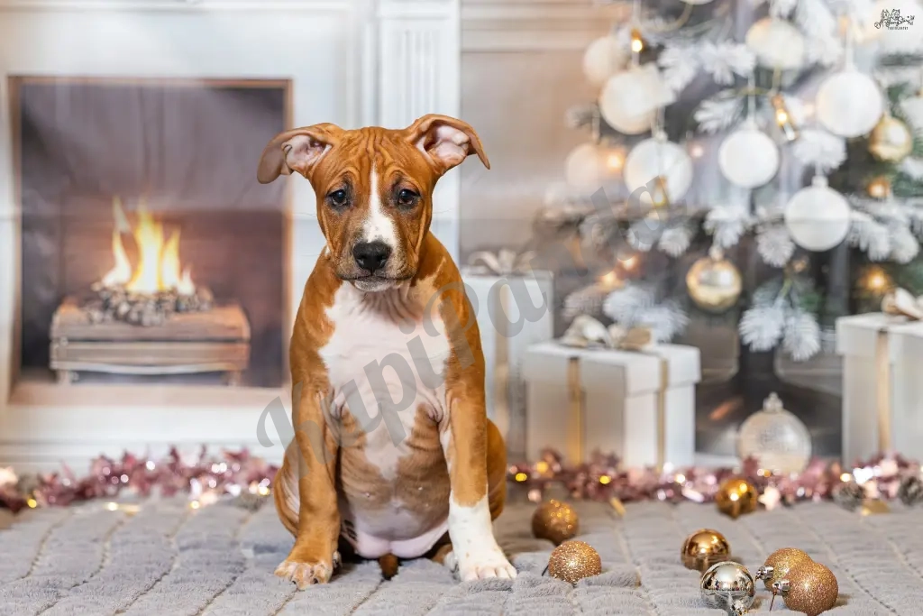 Милая девочка Амстаффтерьера 3 месяца