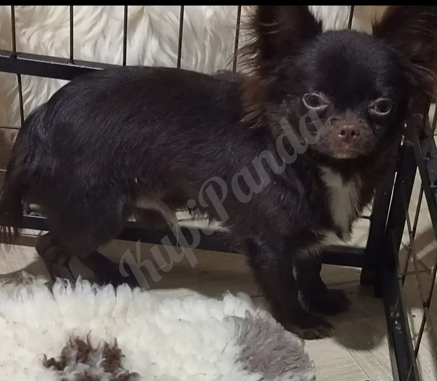 Очаровательные щенки Чихуахуа девочки и мальчики